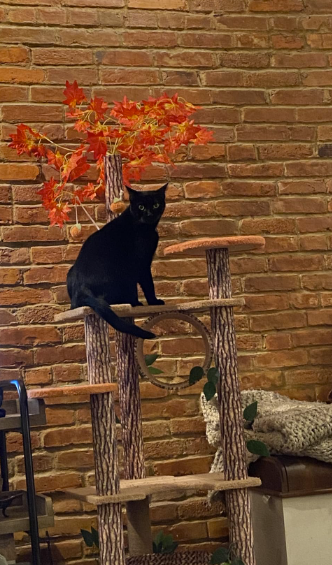 Cat Tree That Looks Like a Tree review
