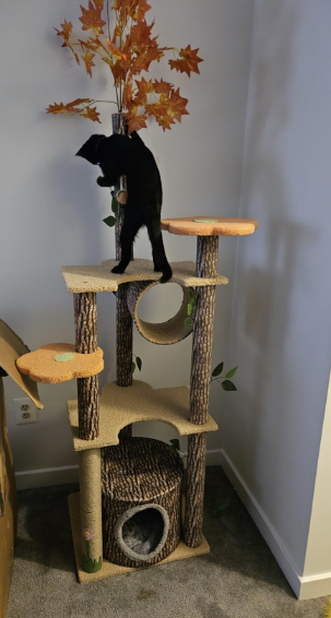 Interesting Cat Tree That might look Like a Tree review