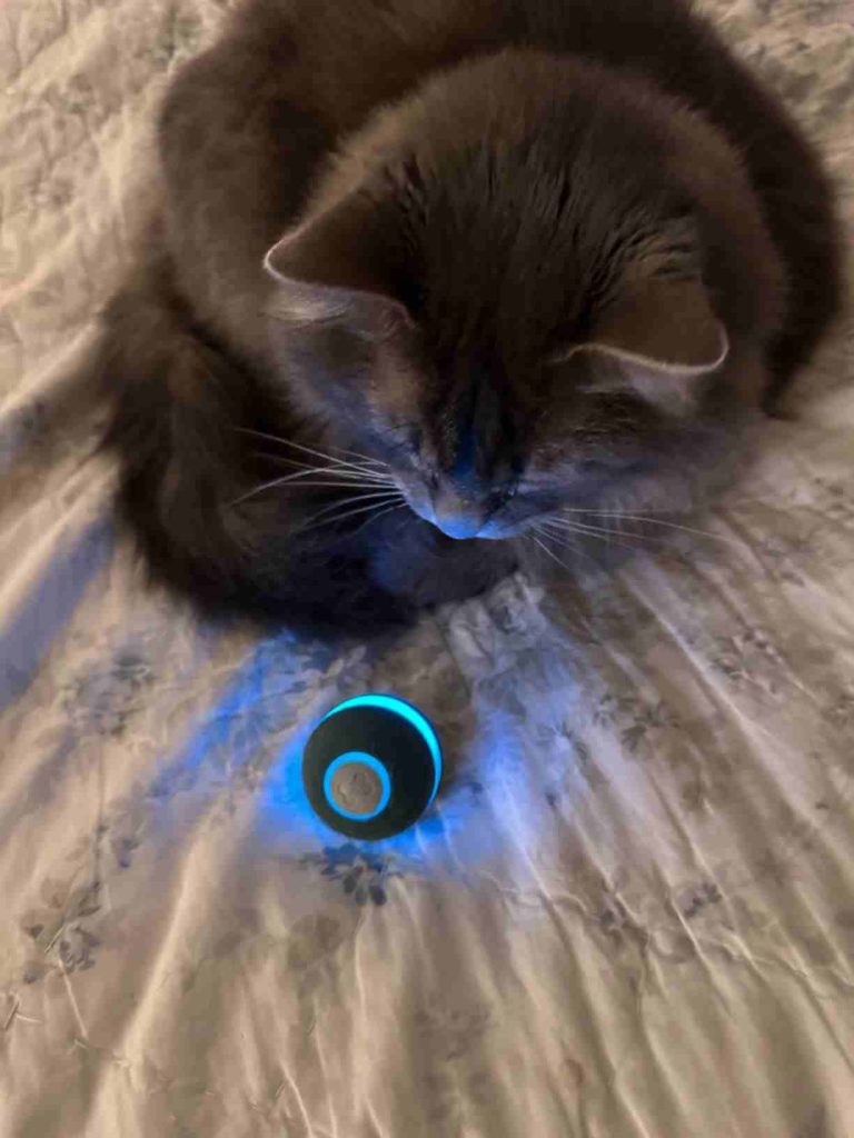 Cheerble smart cat toy