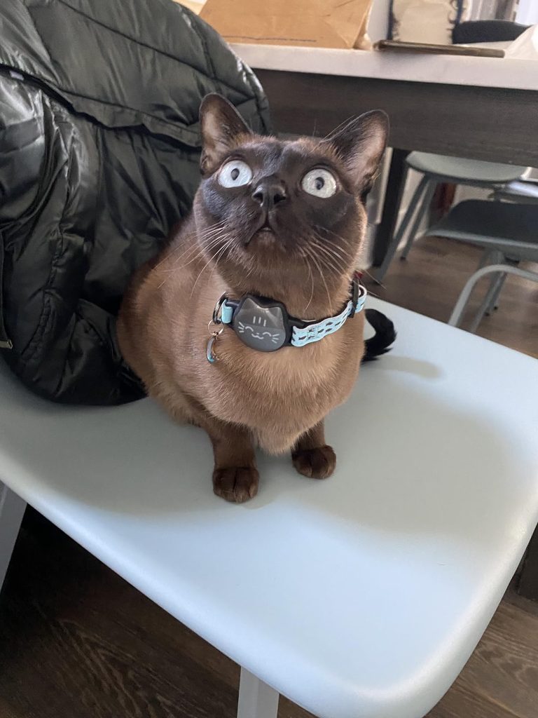 Chic & Secure Cat Collar