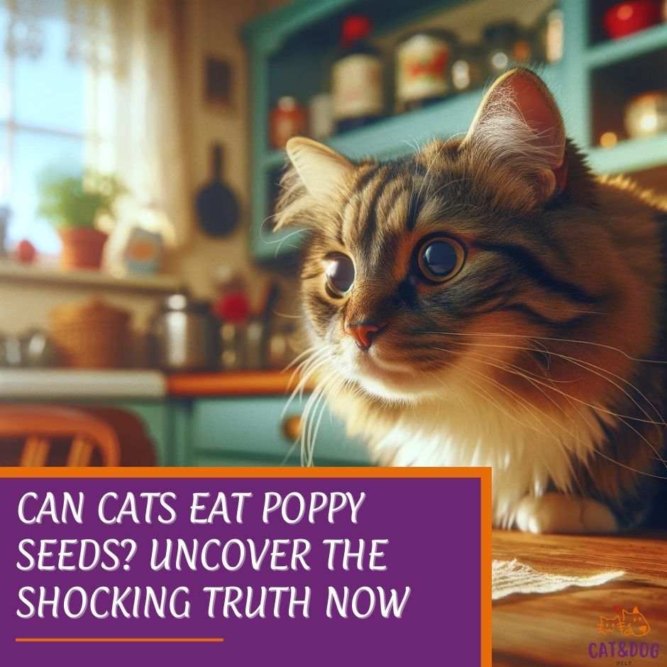 Can Cats Eat Poppy Seeds
