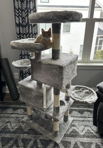 Multi-Level Cat Tree for Large Cats