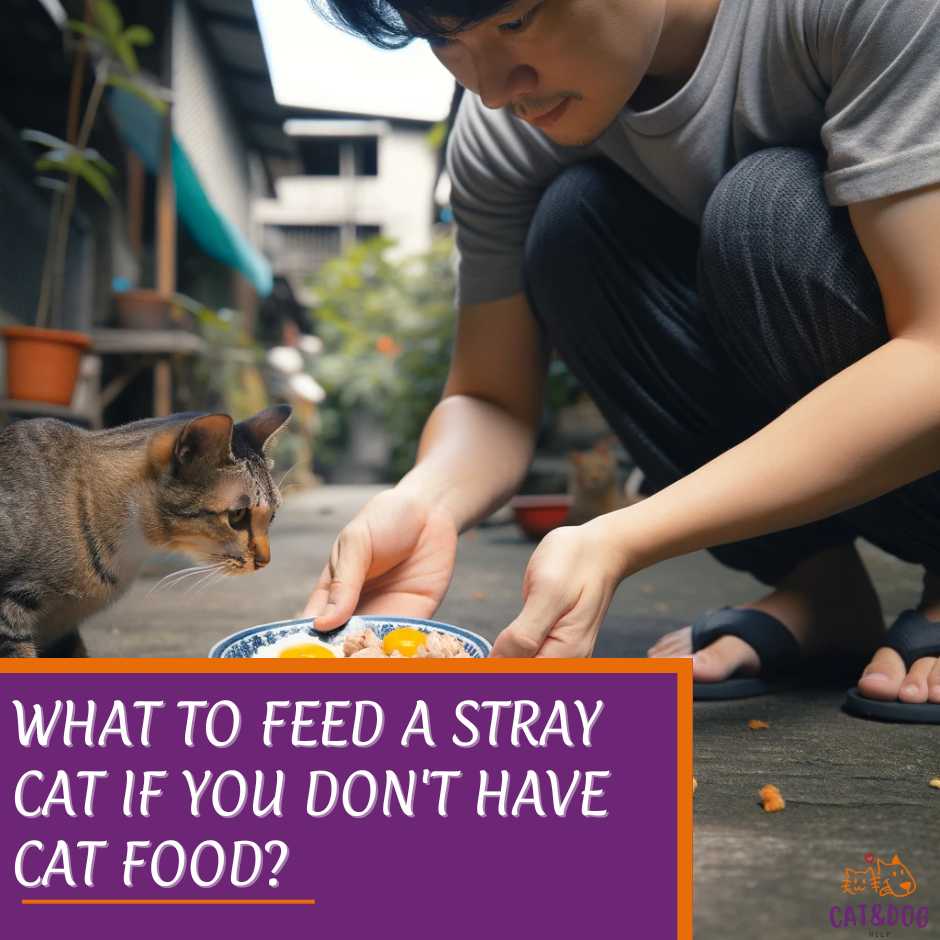 what to feed a stray cat if you don't have cat food