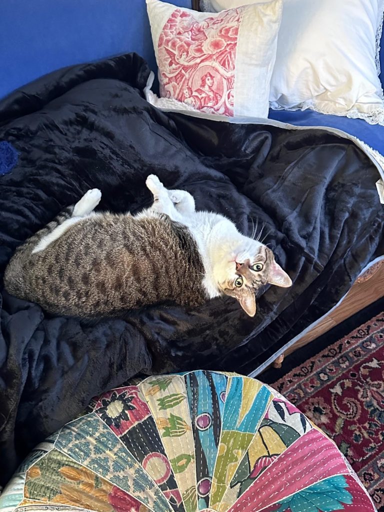  Bedsure Cat Blanket