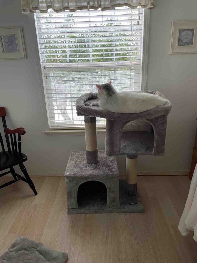 cat tree for maine coon