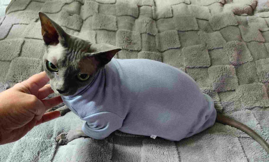 hairless cat sweater