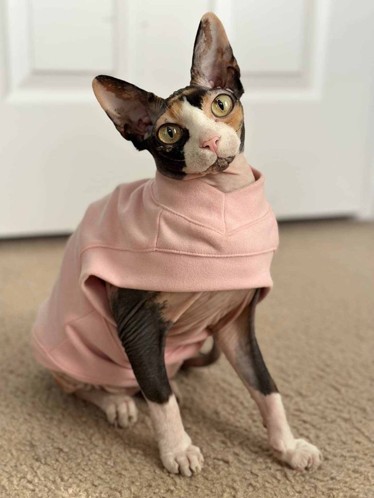 Cozy Kitty Sweater
