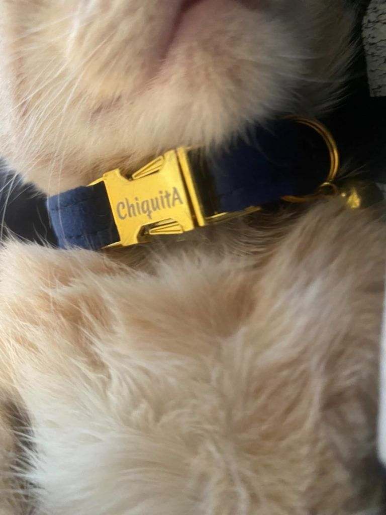 Chic Feline Collar