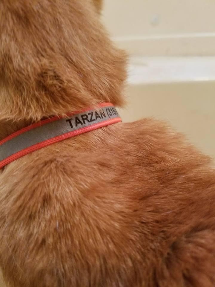 GoTags Reflective Cat Collars