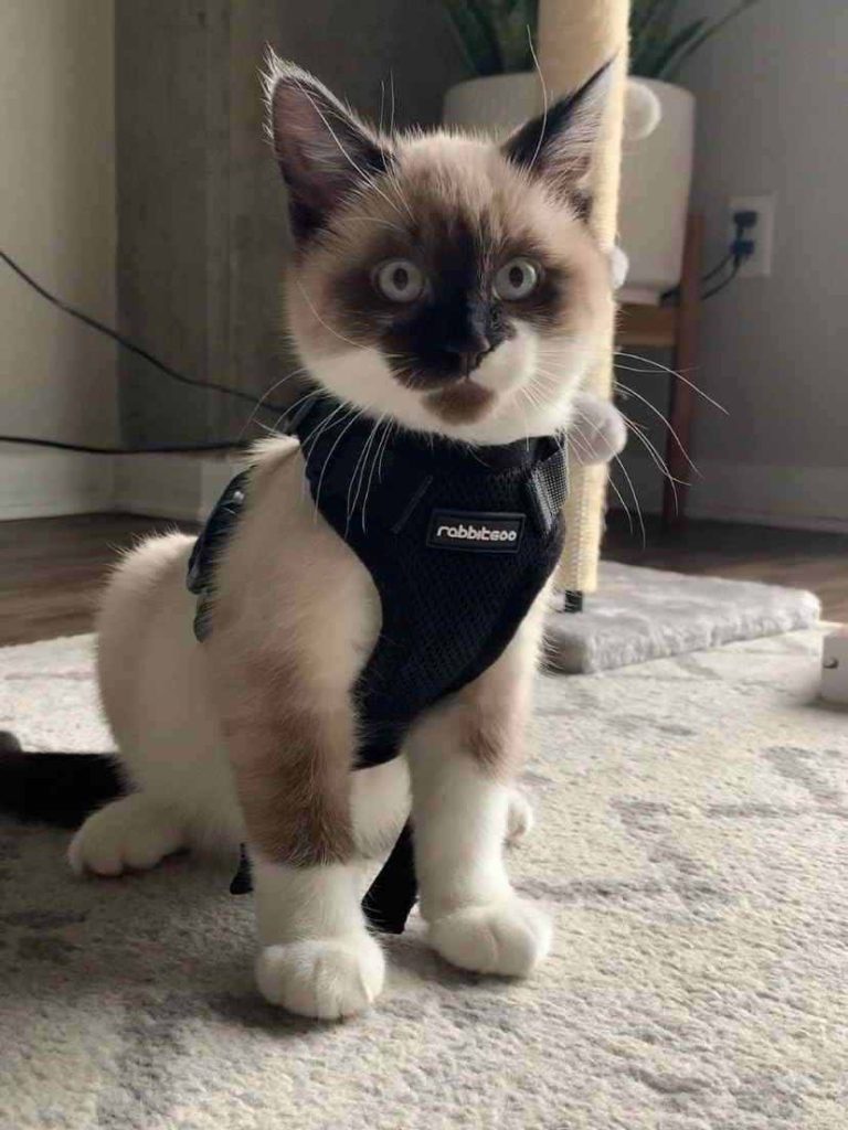 large cat harness
