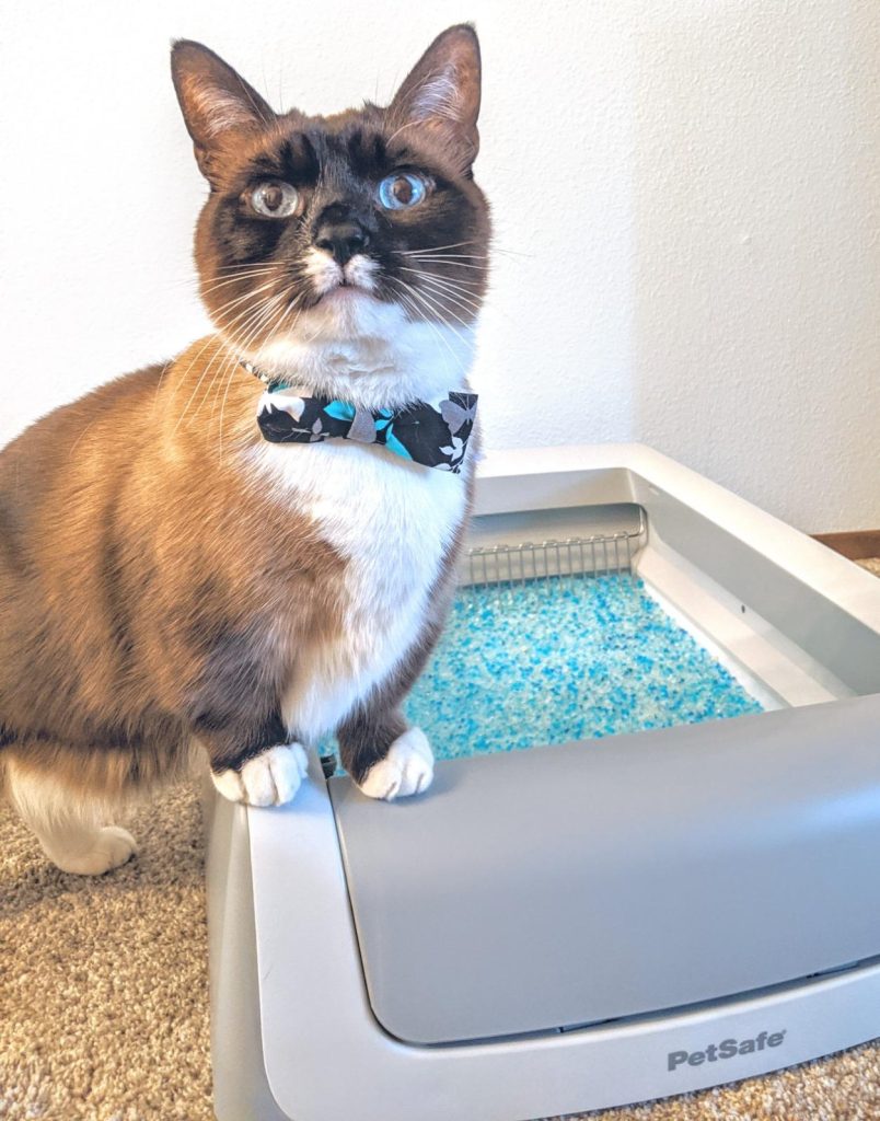 self cleaning cat litter box