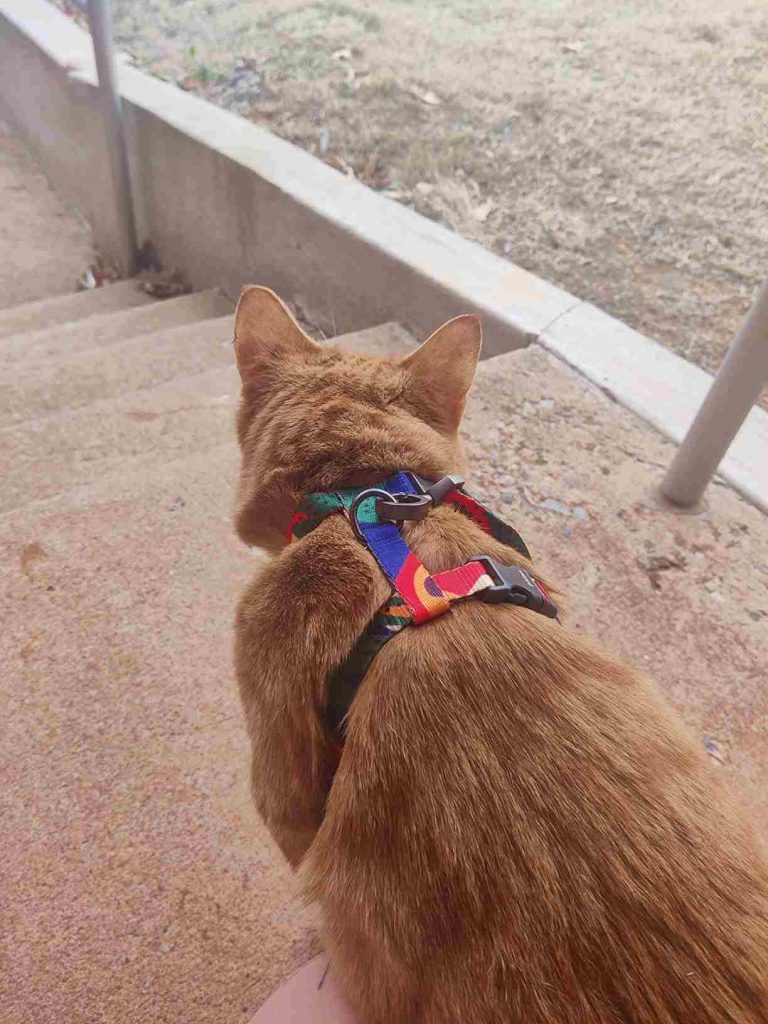 Pidan XL Cat Harness
