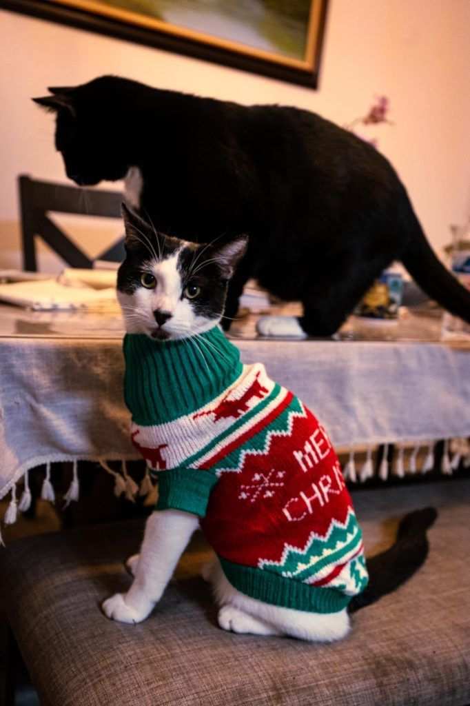 Cozy Kitty Christmas Sweaters