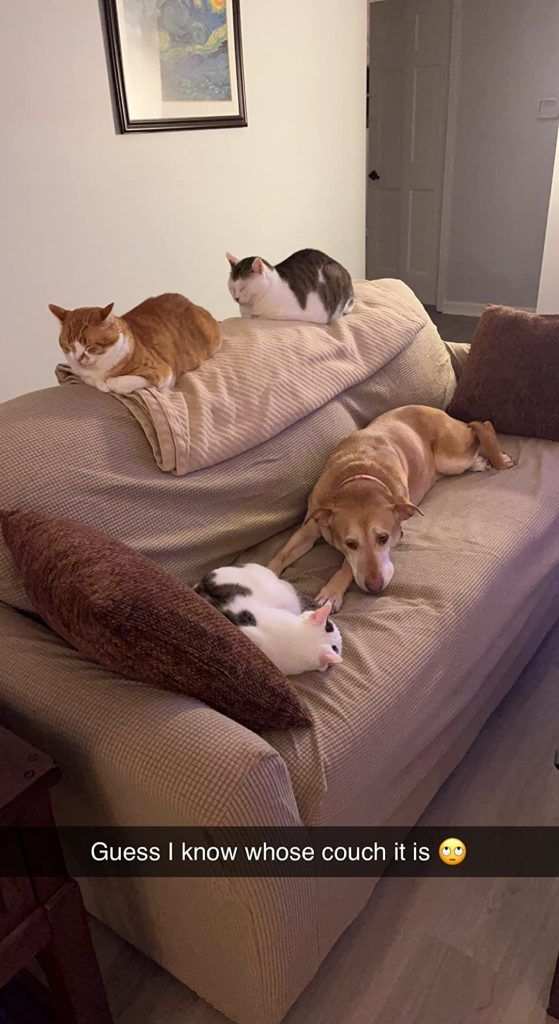 Easy-Going Sofa Protector
