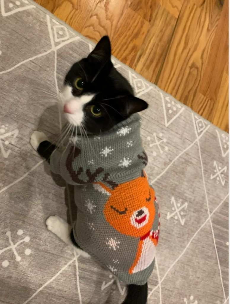 Cozy Kitty Sweaters