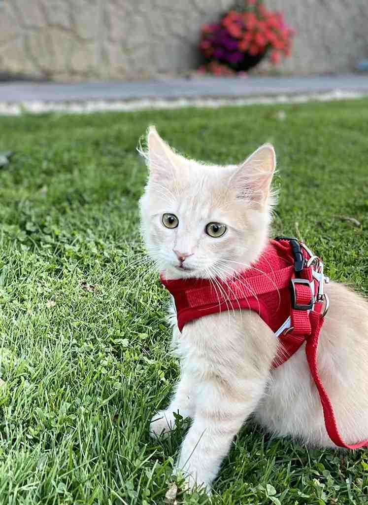 Comfy Kitty Harness