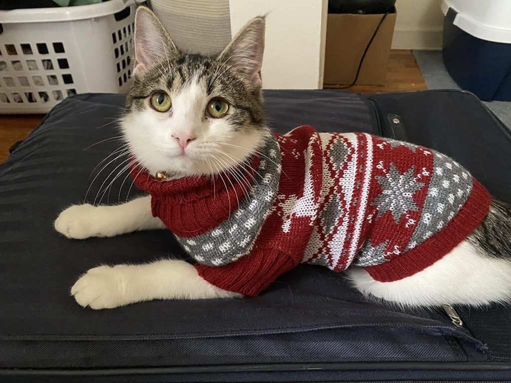 cat christmas sweater