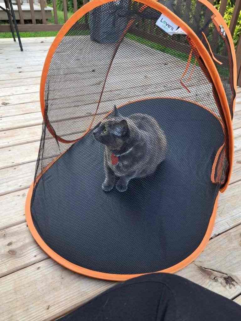 cat tent outdoor