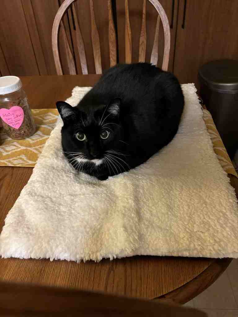 best self warming cat bed