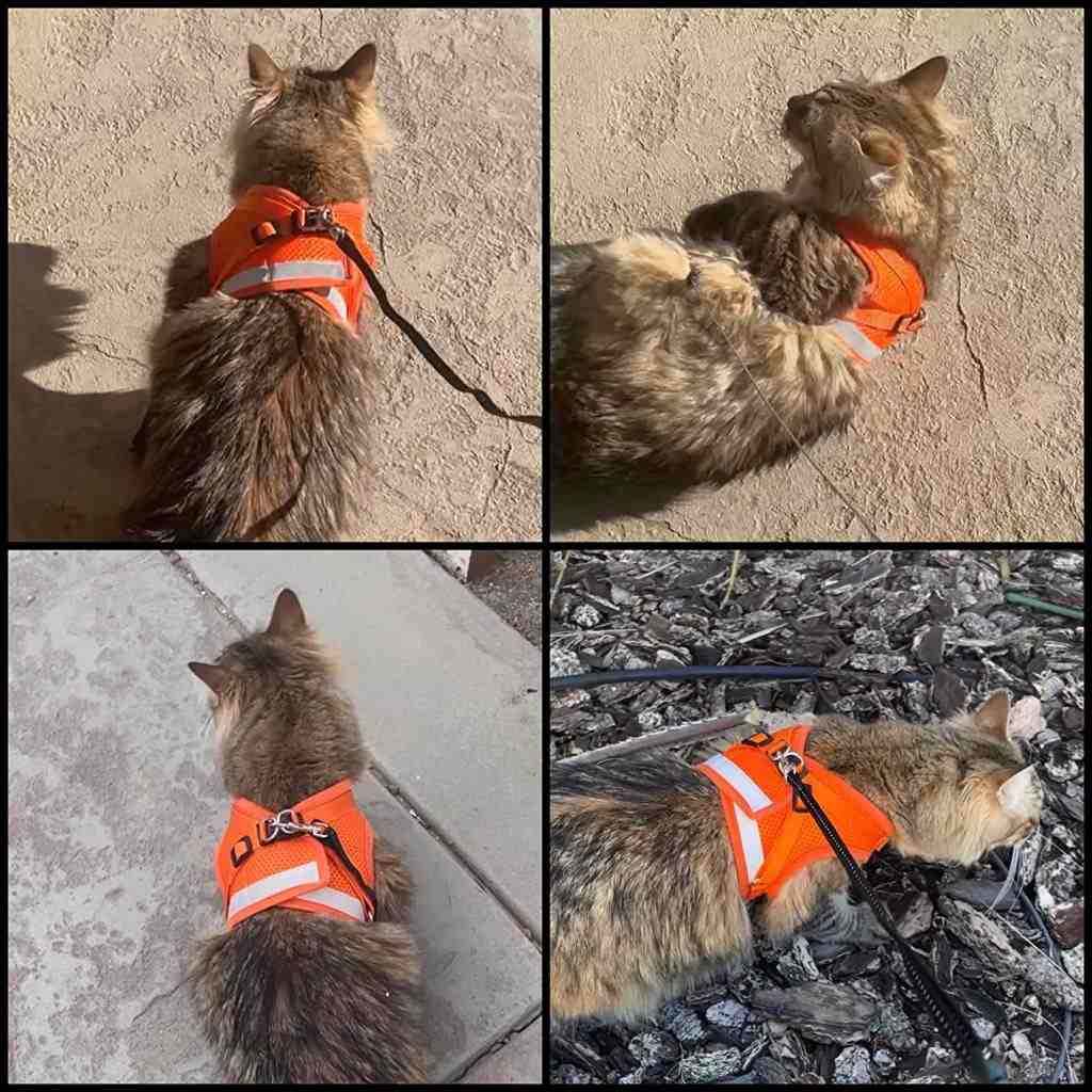 travel cat harness