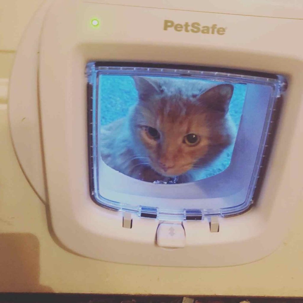 PetSafe Microchip Cat Door