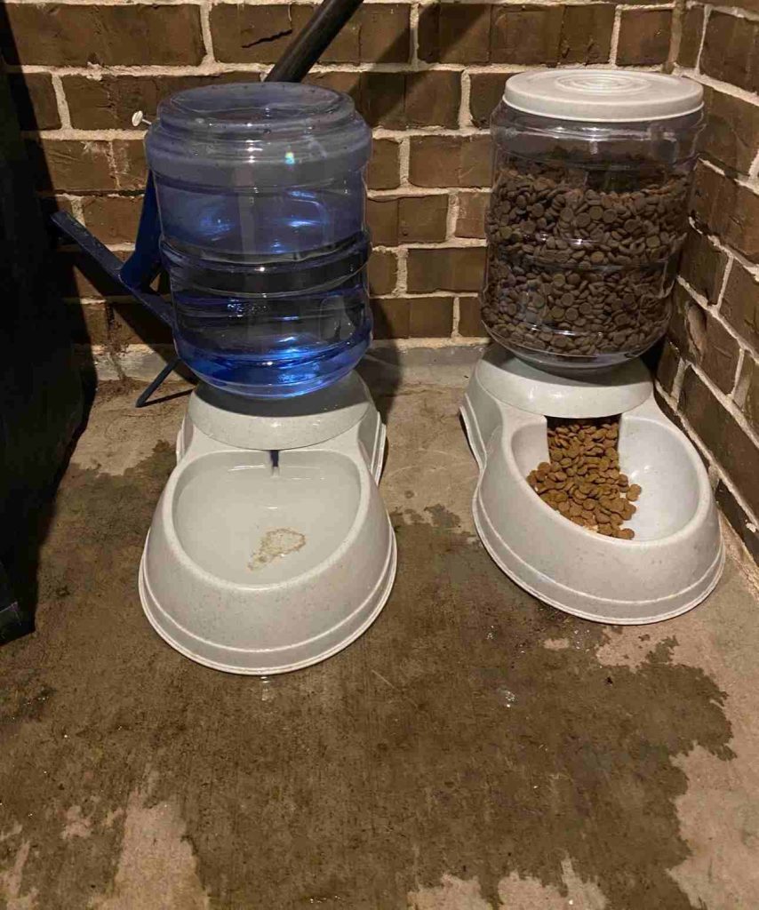 automatic cat feeder and water