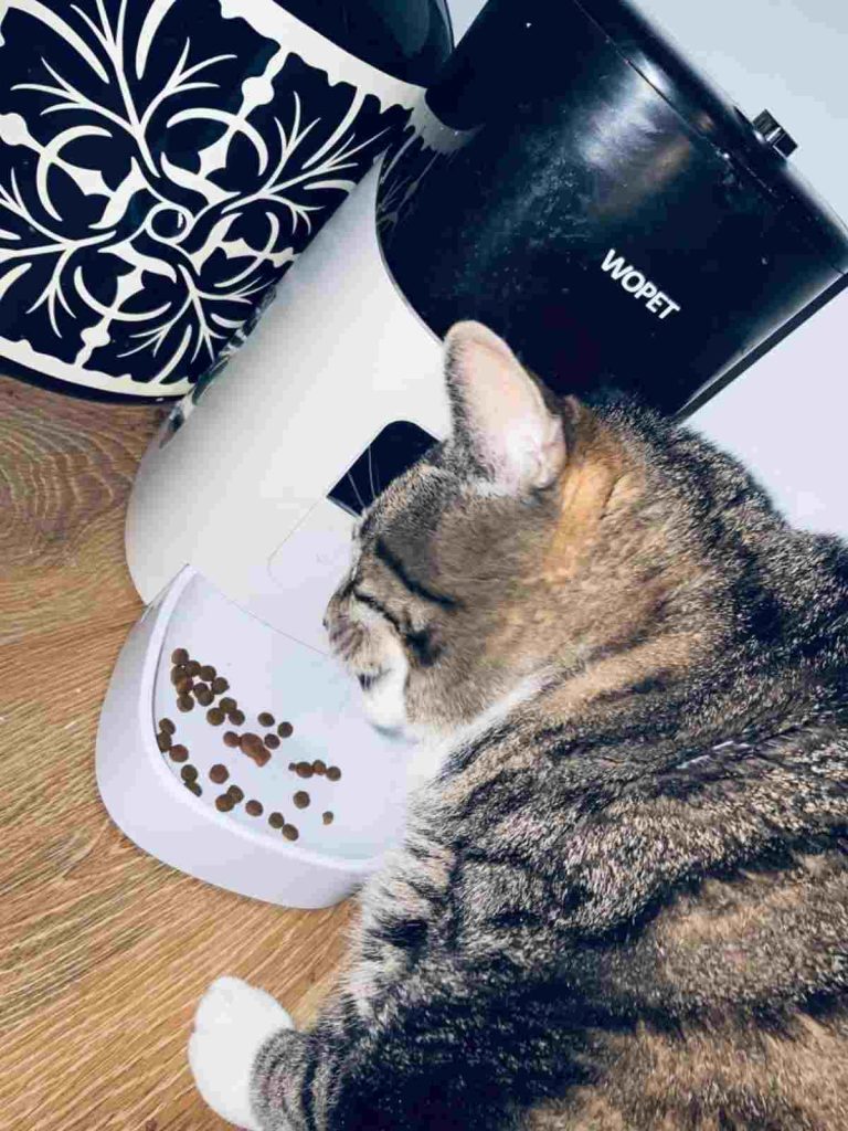 Final Thoughts and Recommendations of  Wopet 6L Automatic Cat Feeder.