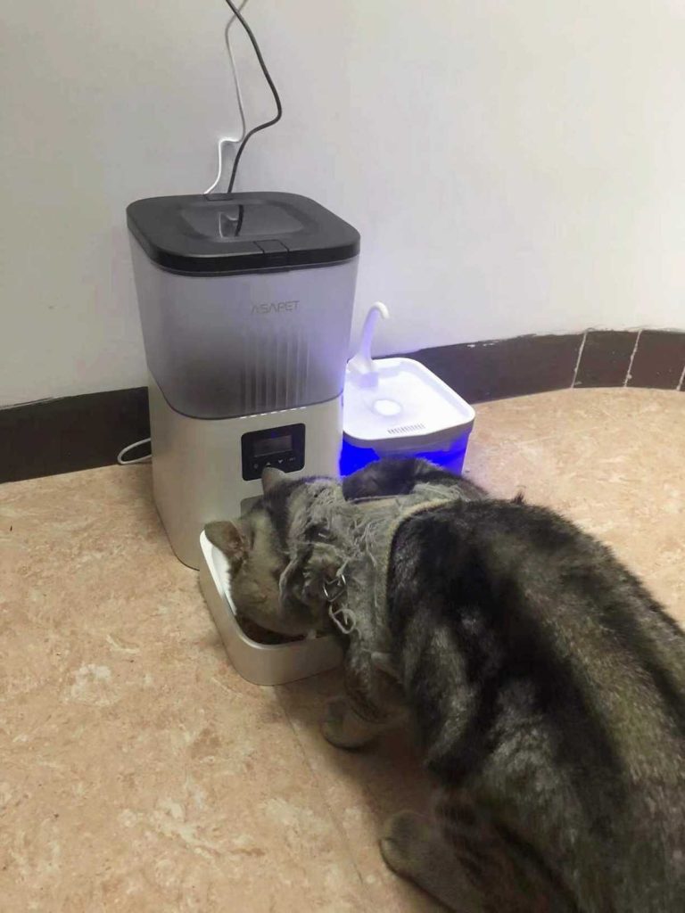 My Personal Rating & Review: Asapet Automatic Cat Feeder.