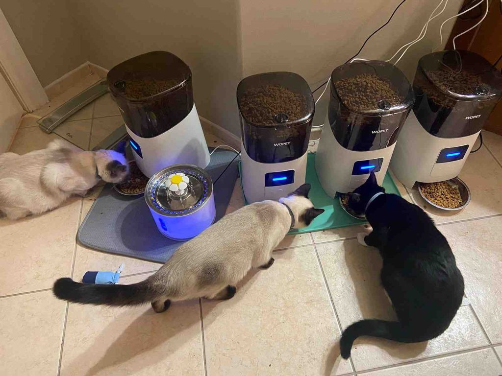 Scoring the WOPET 6L Automatic Cat Feeder.